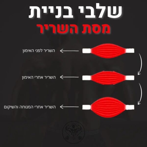 איך שריר נבנה